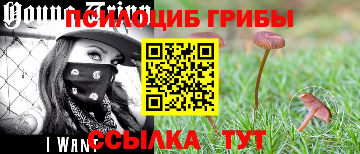 Гатчина  Псилоцибиновые грибы ЛСД  Вход с VPN 